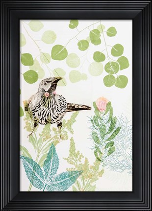 Framed Wattlebird and Pincushion Protea Print
