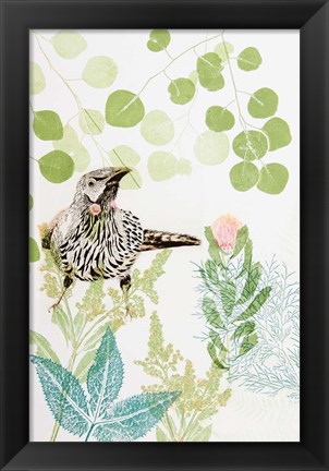 Framed Wattlebird and Pincushion Protea Print