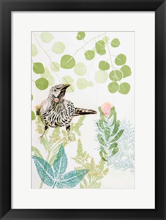 Framed Wattlebird and Pincushion Protea Print