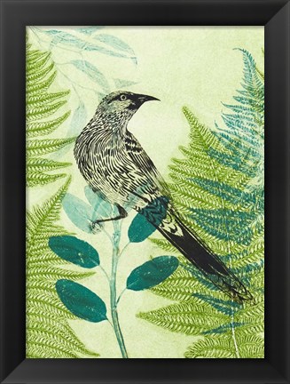 Framed Wattlebird Hiding in the Fernery Print