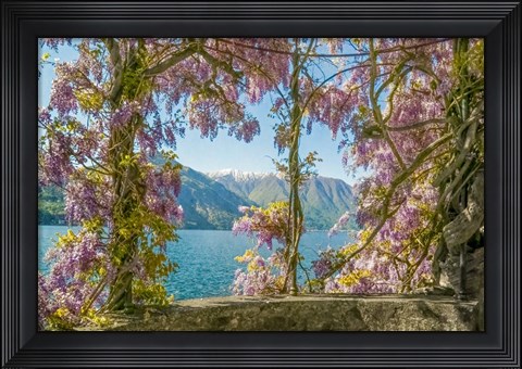 Framed Wisteria and Mountains - Lago di Como Print