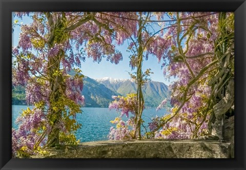 Framed Wisteria and Mountains - Lago di Como Print