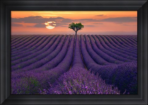 Framed For the Love of Lavender Print