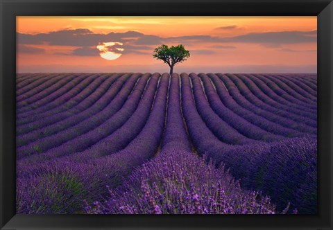 Framed For the Love of Lavender Print