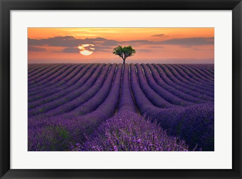 Framed For the Love of Lavender Print