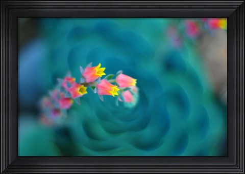 Framed Rosularia Print