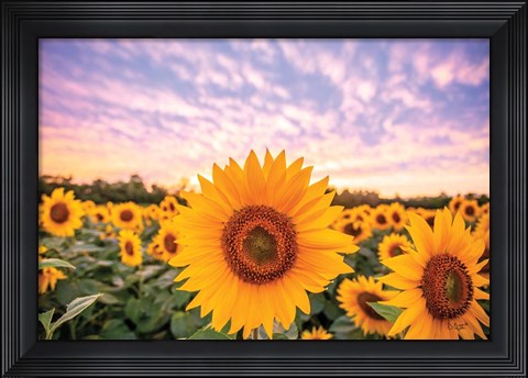 Framed Sunflower Sunset Print