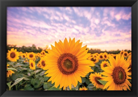 Framed Sunflower Sunset Print