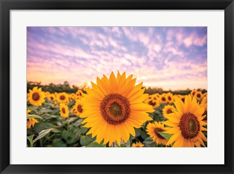 Framed Sunflower Sunset Print