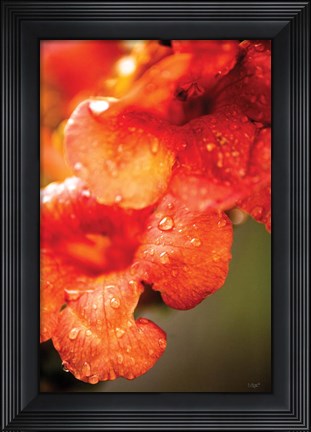Framed Orange Glory Print