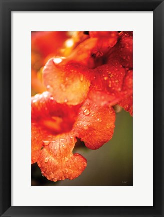 Framed Orange Glory Print