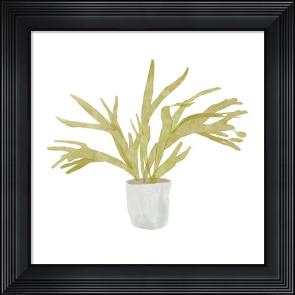 Framed Potted Fern II Print