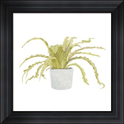 Framed Potted Fern IV Print