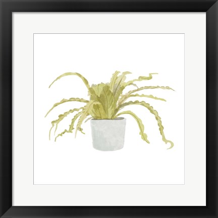 Framed Potted Fern IV Print