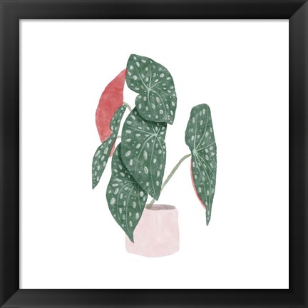 Framed Polka Dot Begonia I Print