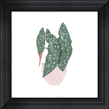Framed Polka Dot Begonia II Print
