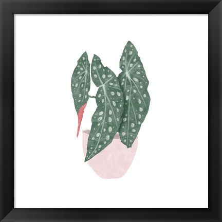 Framed Polka Dot Begonia II Print