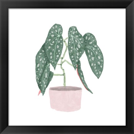 Framed Polka Dot Begonia III Print