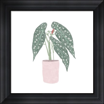 Framed Polka Dot Begonia V Print