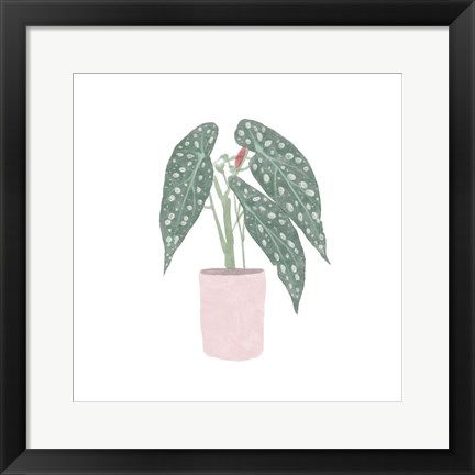 Framed Polka Dot Begonia V Print