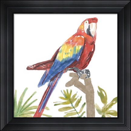 Framed Tropical Parrot Print