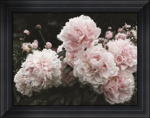 Framed Peony Poetry I Print