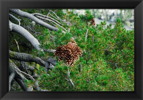 Framed Fresh Growth Print