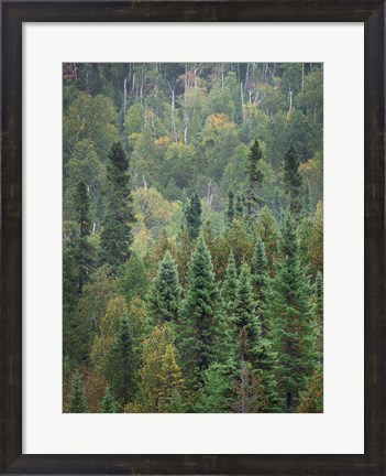 Framed Superior National Forest IV Crop Print