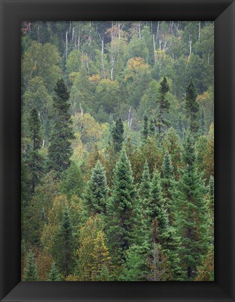 Framed Superior National Forest IV Crop Print