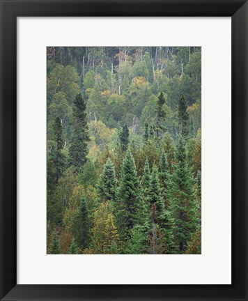 Framed Superior National Forest IV Crop Print