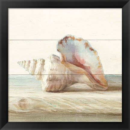 Framed Driftwood Shell IV Print
