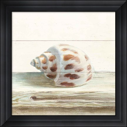Framed Driftwood Shell II Print
