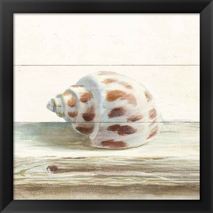 Framed Driftwood Shell II Print