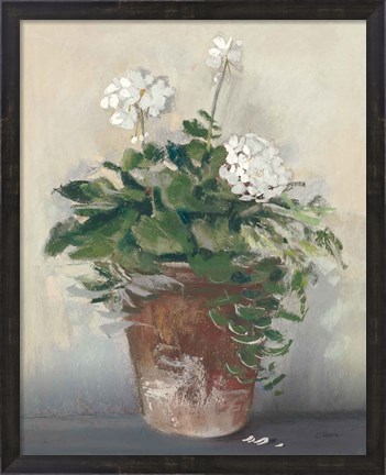 Framed Pot of White Geraniums Print