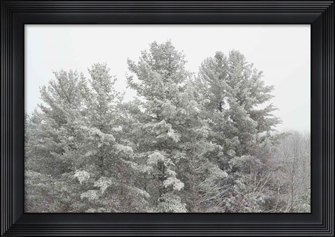 Framed Winter Pines Print