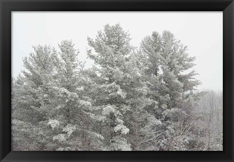 Framed Winter Pines Print