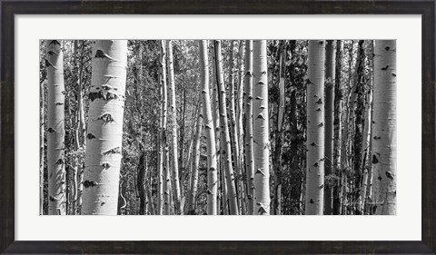Framed Aspen Grove Print