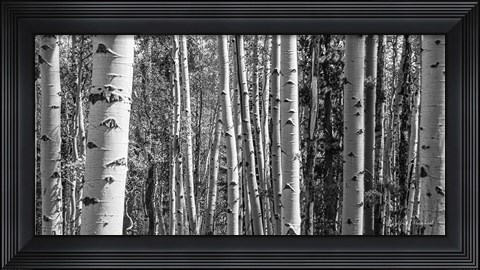 Framed Aspen Grove Print