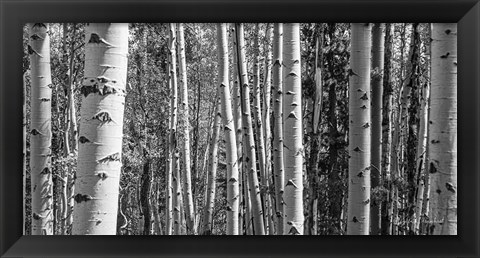 Framed Aspen Grove Print