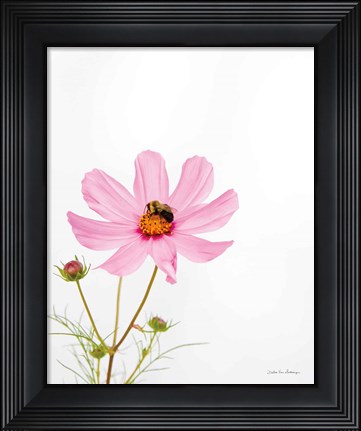 Framed Pale Cosmos II Print