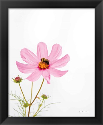 Framed Pale Cosmos II Print