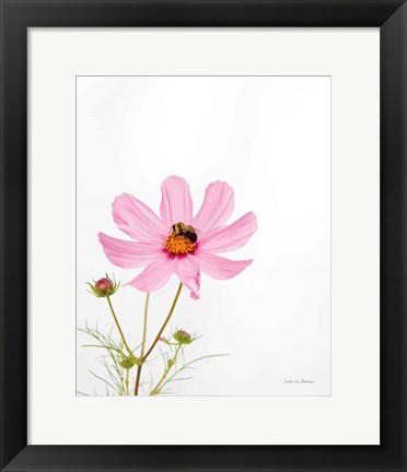 Framed Pale Cosmos II Print