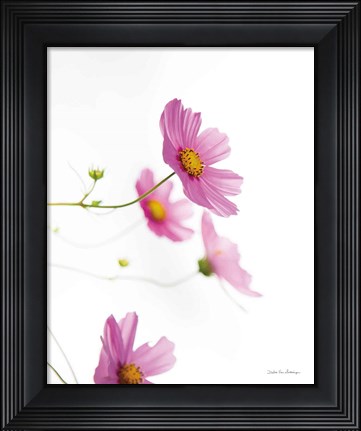 Framed Pale Cosmos I Print