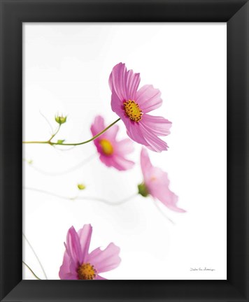 Framed Pale Cosmos I Print