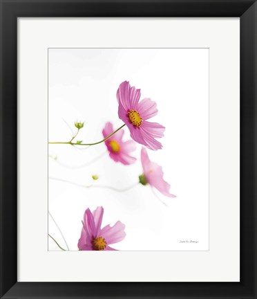 Framed Pale Cosmos I Print