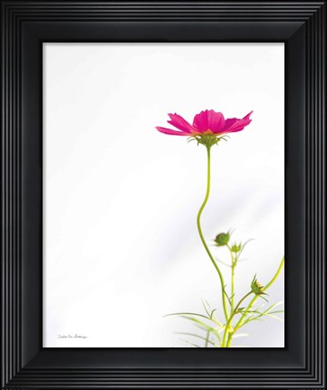 Framed Magenta Cosmos II Print