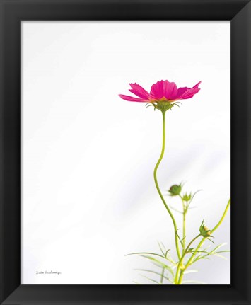 Framed Magenta Cosmos II Print