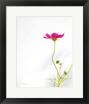 Framed Magenta Cosmos II Print