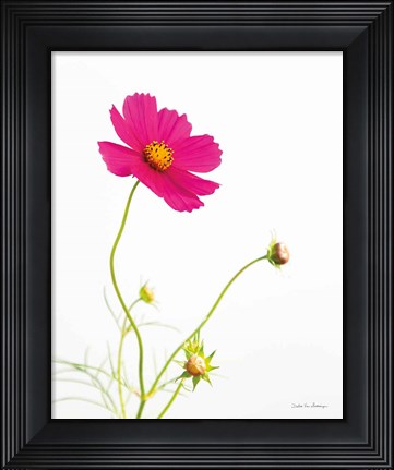 Framed Magenta Cosmos I Print