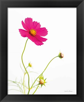 Framed Magenta Cosmos I Print